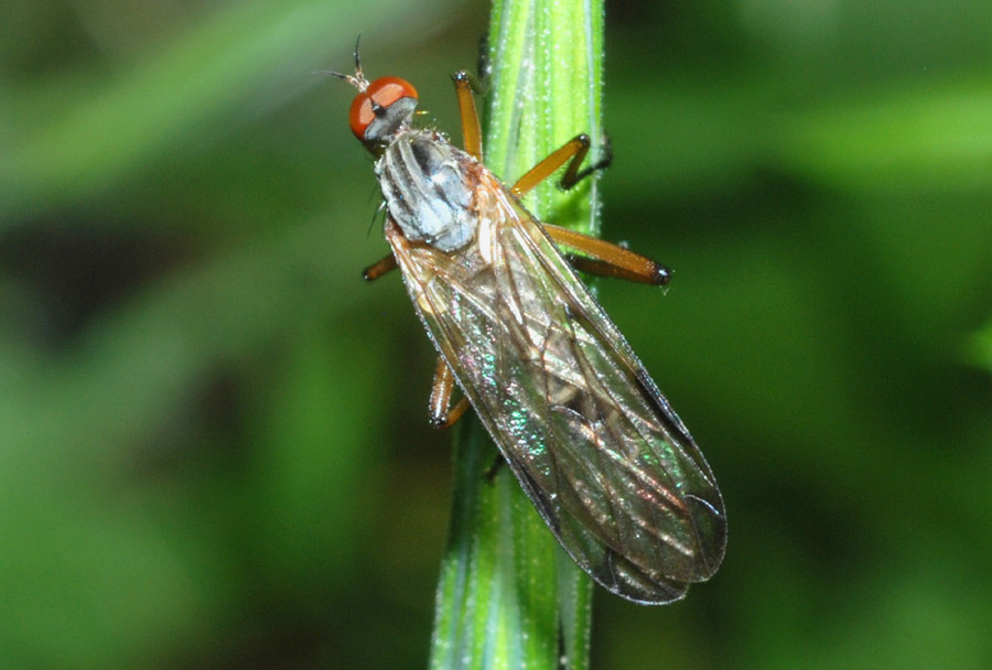 Empis (Xanthempis) trigramma Wiedemann, 1822